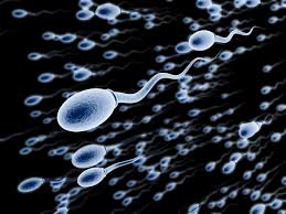 Quantity of a healthy sperm