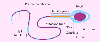 structure of a sperm cell
