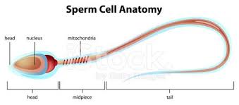 structure of a sperm